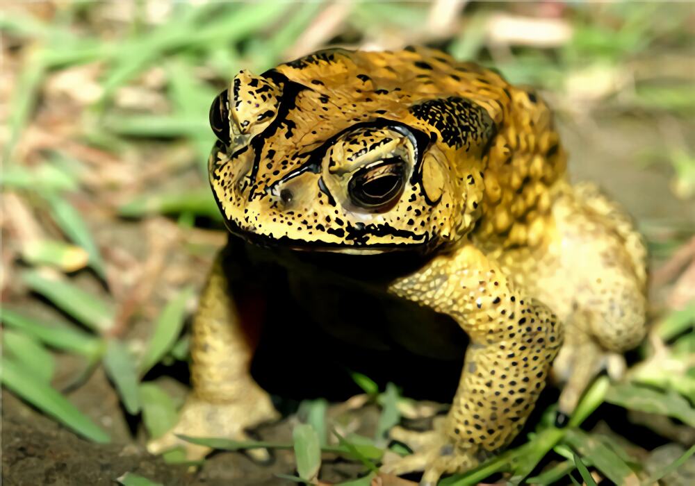 黑眶蟾蜍身份信息