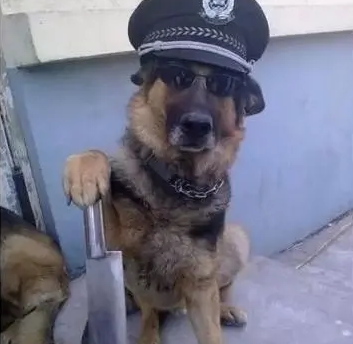 狗被保安赶出商场后丢失 网友达共识：保安无过