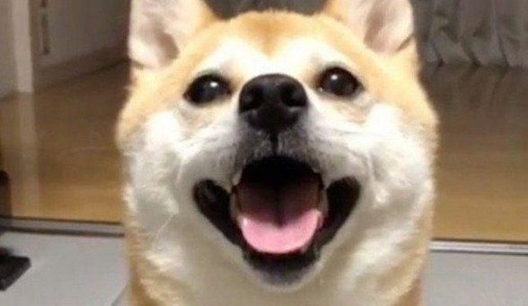 柴犬宠着主戏弄,小表情立刻越来越凶悍起來,可下一秒却积极笑着认怂