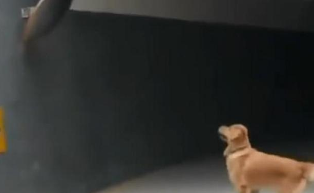 派狗狗下楼拿快递,一个小时都没回来