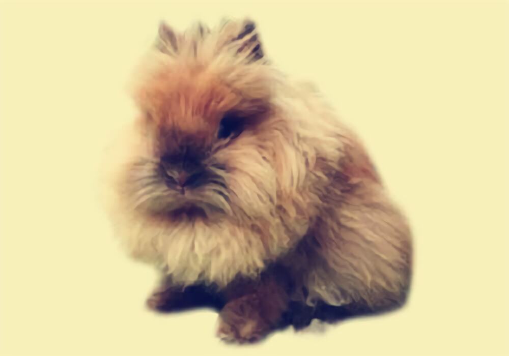 狮子兔身份信息