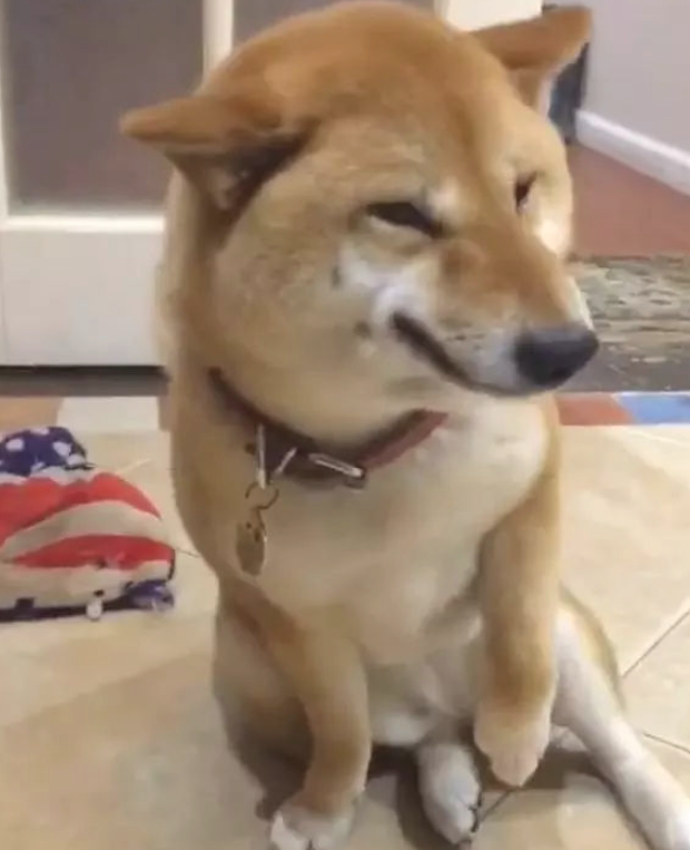柴犬犯错误被主人家责怪,居然还外露微笑!