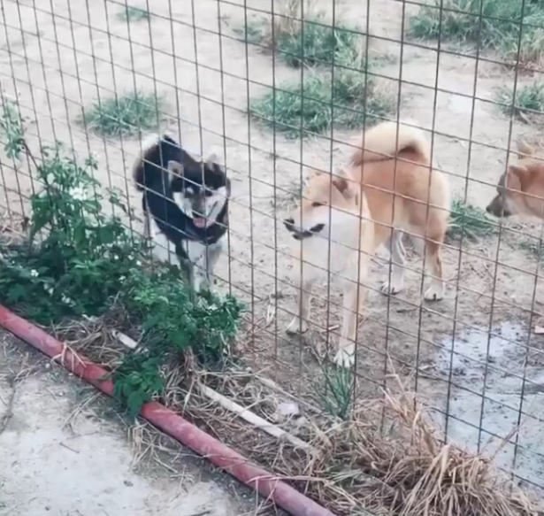 把围栏加到3米高,柴犬一绝技让主人懵圈,网友:30米高也白搭