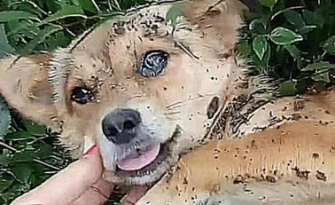 狗狗得知自己要死了,赶紧离家出走,主人找到它后,瞬间泪目