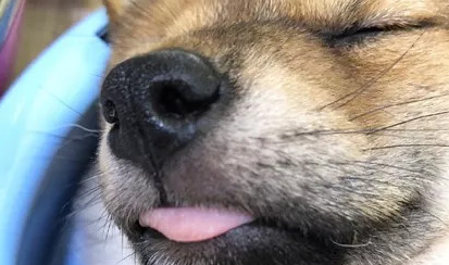 小柴犬吃饱后直接在自己的饭盆里睡着了,小模样萌炸了.....