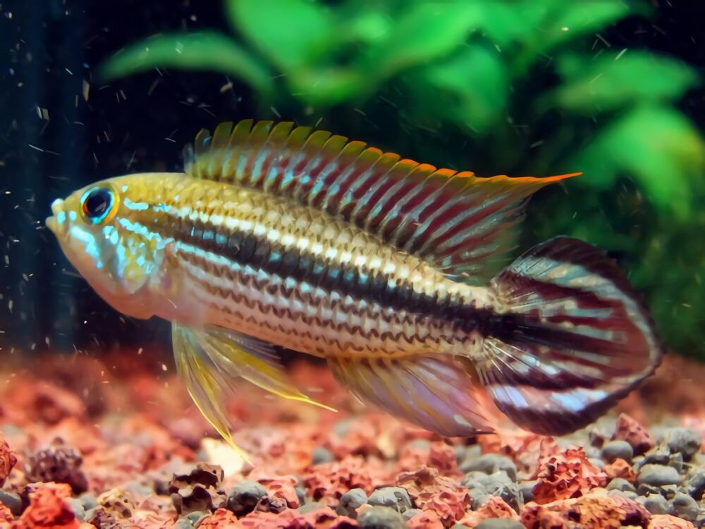 酋长短鲷身份信息