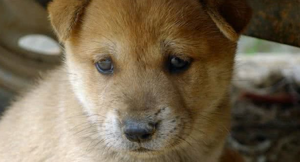 外国男子请中国兽医帮忙剪犬毛发,成果让他觉得太刺激了!