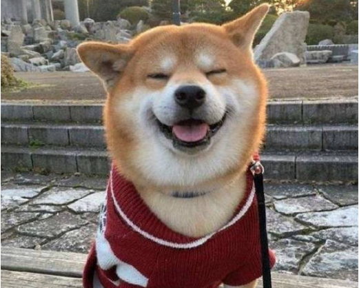 最喜欢笑的柴犬,开心到眼睛眯成一条缝,让人忍不住揪它的小肥脸