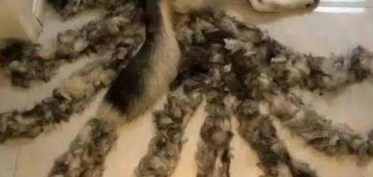 女子意外发现狗狗长出九条尾巴,尖叫:妖怪