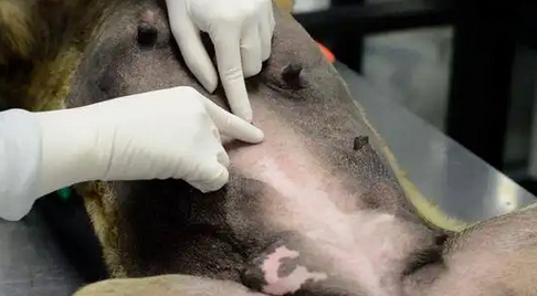 救命呀！我家狗子是大禽兽！它…它竟然睡了它亲妈…...