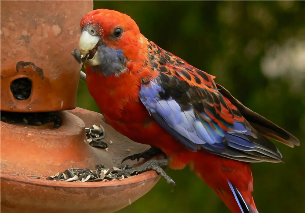 东玫瑰鹦鹉身份信息