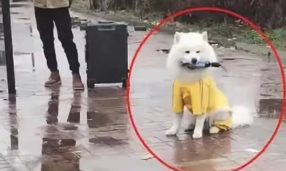 萨摩耶在公交车站旁傻等,女主人下站的一瞬间被暖来到,这狗真没白养