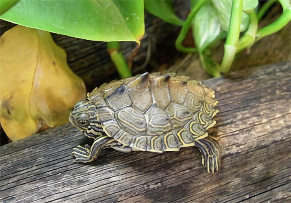 蒙面地图龟身份信息