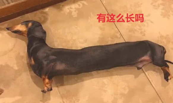 女子去亲戚家坐客,见腊肠犬躺了半小时都没动,伸出手一摸笑喷!