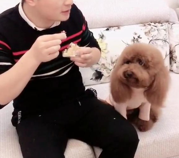 骗小泰迪说食材有毒,吓得狗狗赶忙吐出来,说些什么也不吃了