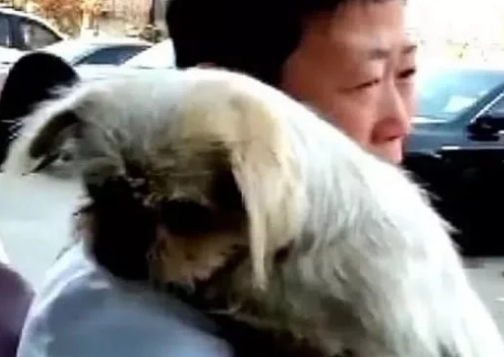 大街上流浪狗突然扑向大姐,原以为是想咬人,直到狗狗流出了眼泪
