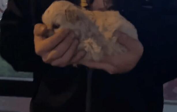 漂亮小奶狗躺路边,再见时狗狗已经在垃圾堆
