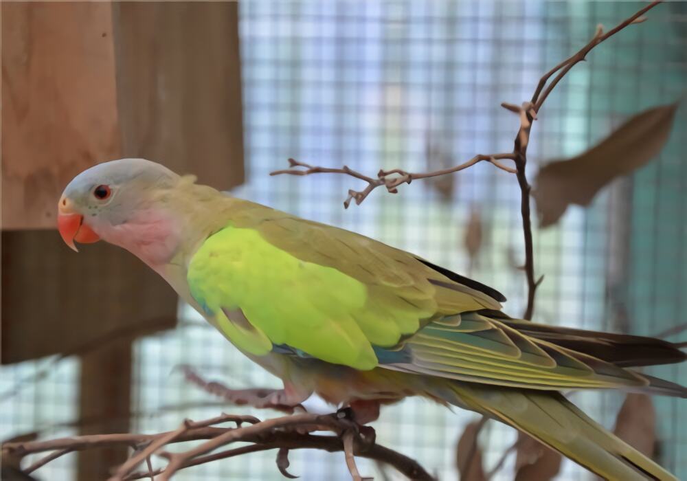 公主鹦鹉身份信息