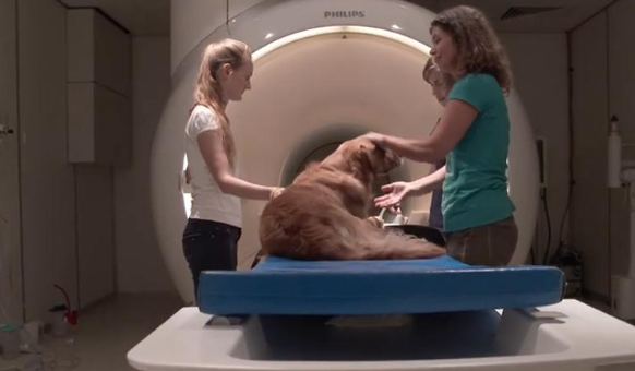 这个追踪4万只狗狗的研究，想让狗和人都活得更长