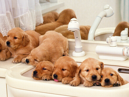 法国惊现洗狗机 吸引了大批的爱狗人士