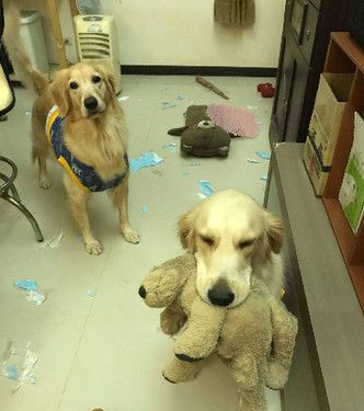 肉搜这个小变态!黄金猎犬被汪妹强行脱衣