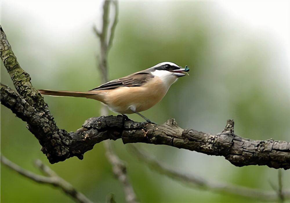 红尾伯劳身份信息