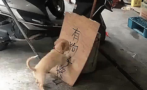 男主在门口放了个牌子,土狗发现不对劲,听到对话后顿时不淡定了
