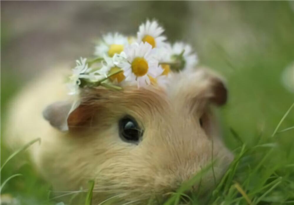 天竺鼠身份信息