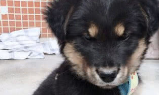 养了只金毛土狗串,两个月后女孩哭笑不得,说好的金毛犬呢