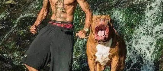 160斤的巨型比特犬,力能拉车,主人因它成为百万富翁