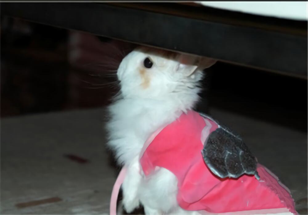 洁西伍莉身份信息