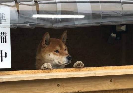 主人雇不到员工卖地瓜,最后找柴犬当老板,狗狗:但我不会找钱