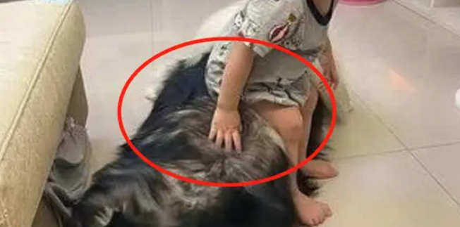 女主让阿拉带娃,狗子却把宝宝当坐垫,细节让妈妈放下了心