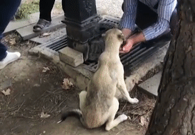 捡到个小流浪狗，网友却集体被萌化：它真的好有礼貌！