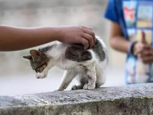 猫热天容易咬人 | 当心！狗猫盛夏狂躁易伤人！