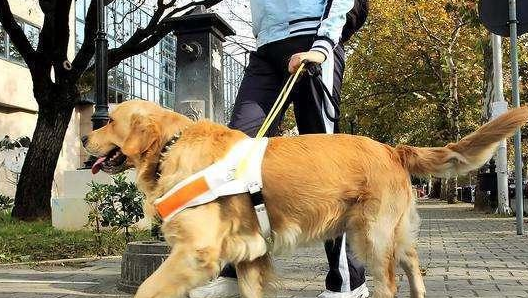 服务犬远不止导盲犬一种，甚至种类繁多
