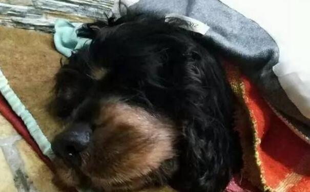 养了14年的狗狗去世后,女主人在拖鞋里看到这个,顿时哭了