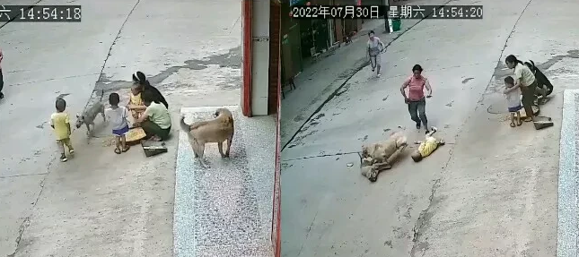 流浪狗撕咬路边玩耍儿童,家狗见状飞扑护主