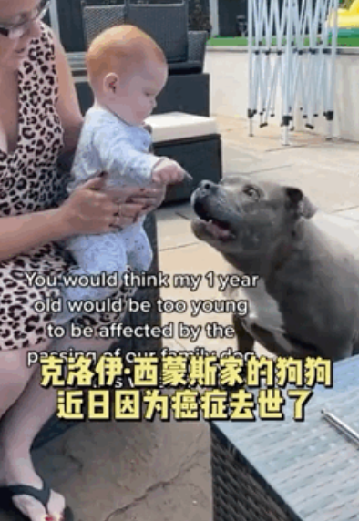 小女孩钻防护架救狗被困,哭着请求消防员:“叔叔,能不能先救狗狗?”