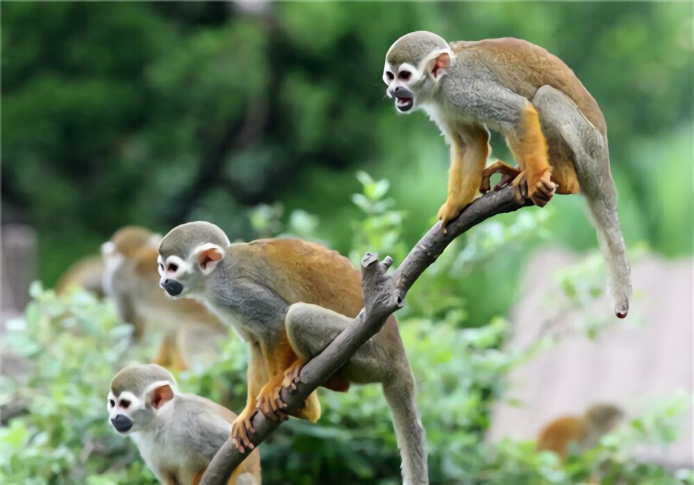 松鼠猴身份信息