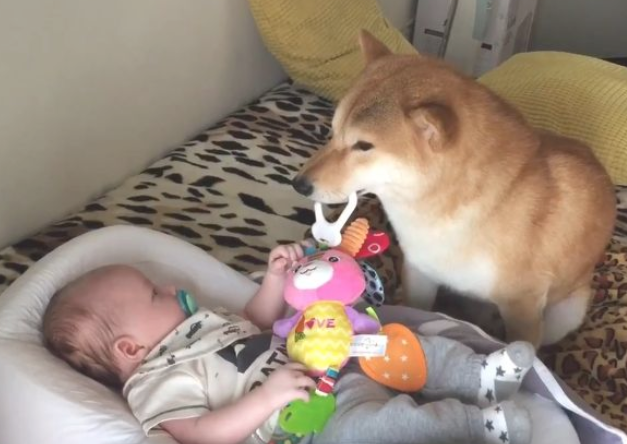 小主人出世后,想不到柴犬愈来愈忙,还能教宝宝玩手机