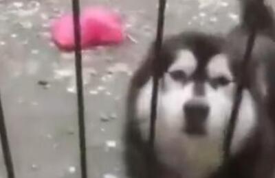 雪橇犬表示:“当时也没想太多就钻进来了,可是该怎么出去?”