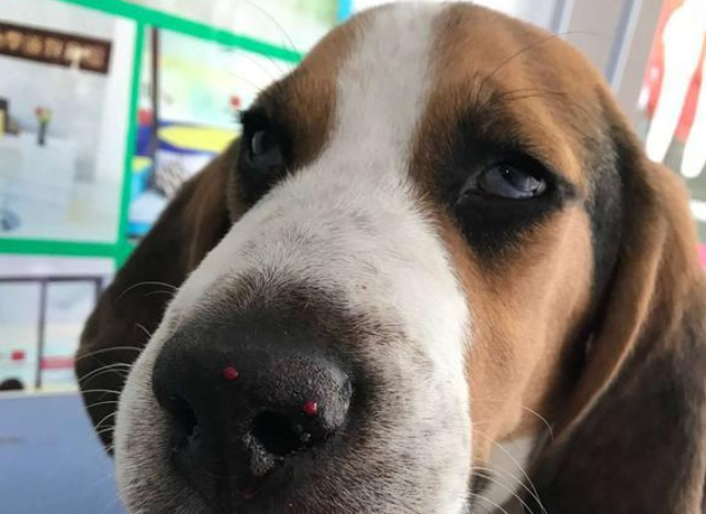 狗狗玩得正嗨,突然蔫儿了,脸也肿得像猪头,狗狗:我被蛇亲了