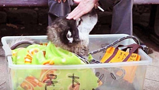 老狗无法行走,80岁老人为它制作“神器”,每天坚持带它出来散步