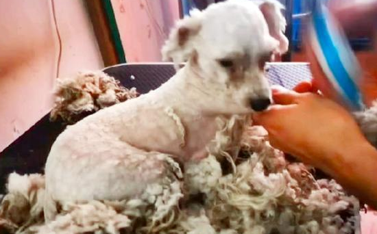 一只穿着小红鞋的流浪比熊犬,都要捂出皮肤病了,它还不舍得脱掉