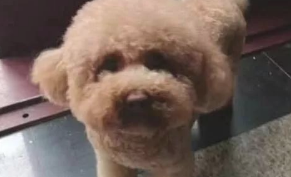 送泰迪犬给爸妈相伴,大半年后碰面愣住,我想问一下这颗球到底是谁?