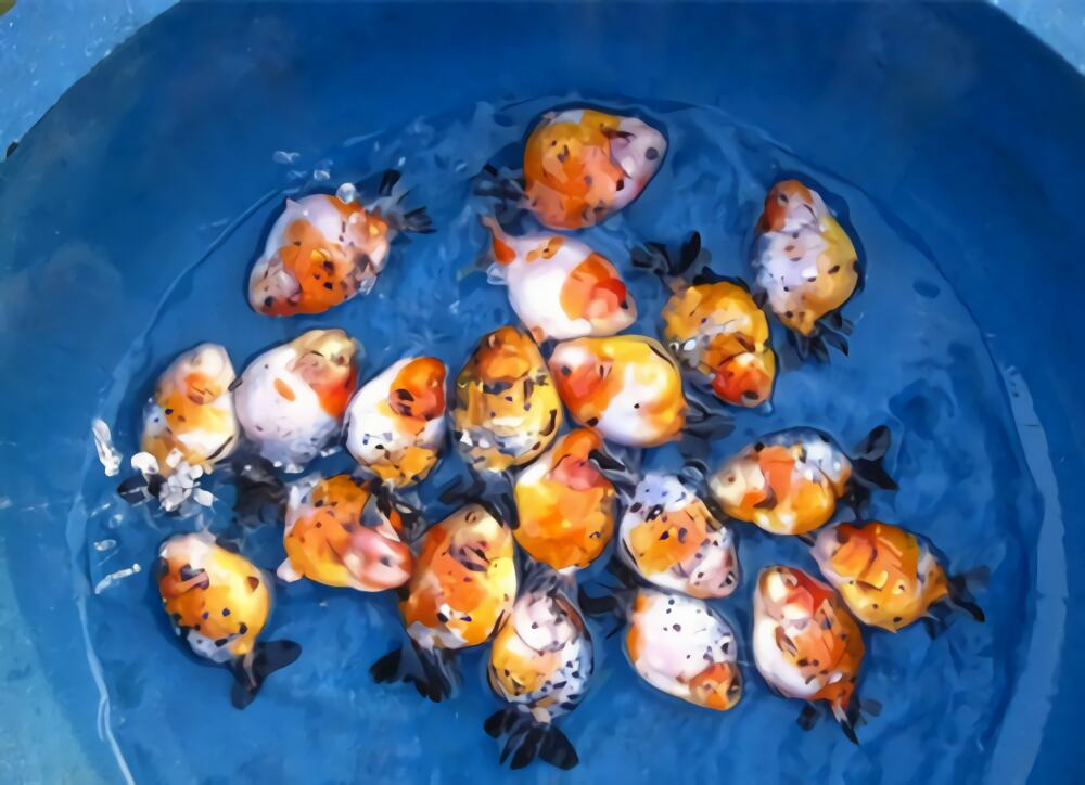 花兰寿身份信息