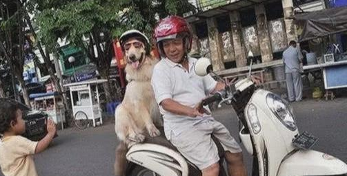 狗狗自动跳上摩托后座,大爷载狗买菜,狗狗戴头盔萌翻众人!