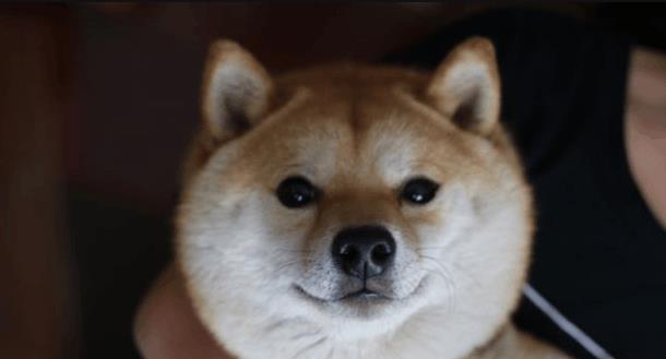铲屎官抱着柴犬拍写真, 专门独家定制, 看来是真爱呀, 萌坏了