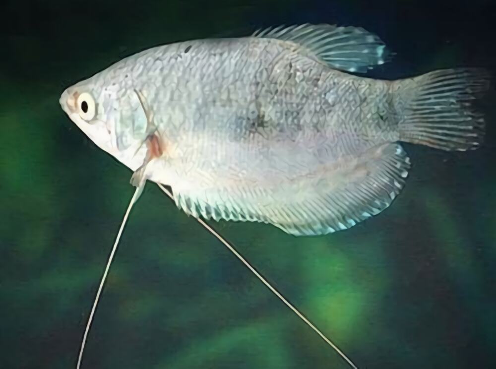 银曼龙身份信息